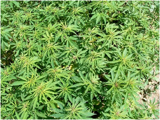 ���� �������