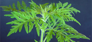 �������� �������������� (Ambrosia artemisiifolia L.)