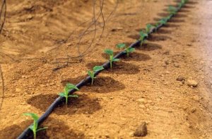 ��������� �����