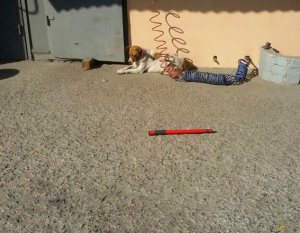 ������ ������������ - ������������ �����