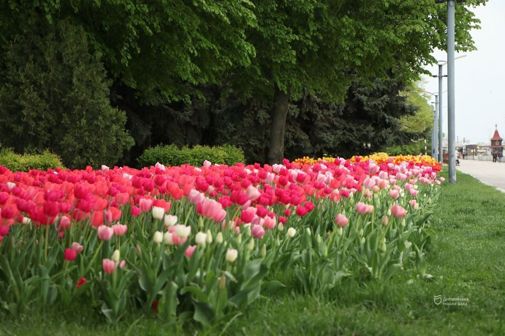 На улицах Днепра появились новые участки с Голландскими тюльпанами На улицах Днепра появились новые участки с Голландскими тюльпанами