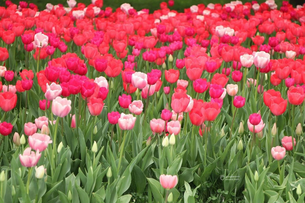 На улицах Днепра появились новые участки с Голландскими тюльпанами На улицах Днепра появились новые участки с Голландскими тюльпанами