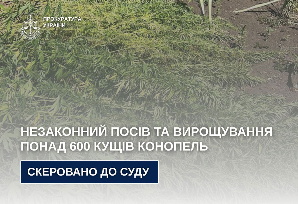 Незаконный посев и выращивание более 600 кустов конопли – будут судить жителя Кривого Рога Незаконный посев и выращивание более 600 кустов конопли – будут судить жителя Кривого Рога