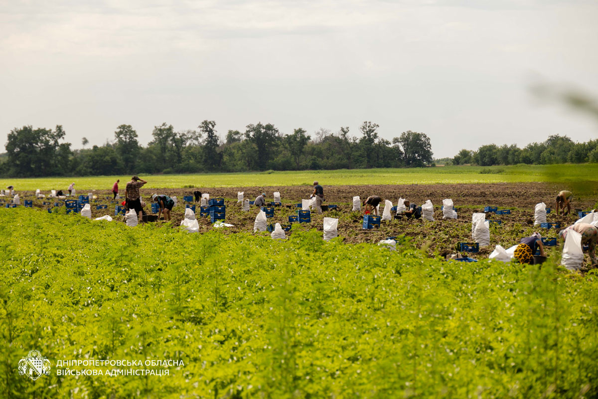 Аграрии Днепропетровщины уже собрали более 70 тысяч тонн овощей: как проходит уборочная кампания и чего ждать от урожая Аграрии Днепропетровщины уже собрали более 70 тысяч тонн овощей: как проходит уборочная кампания и чего ждать от урожая
