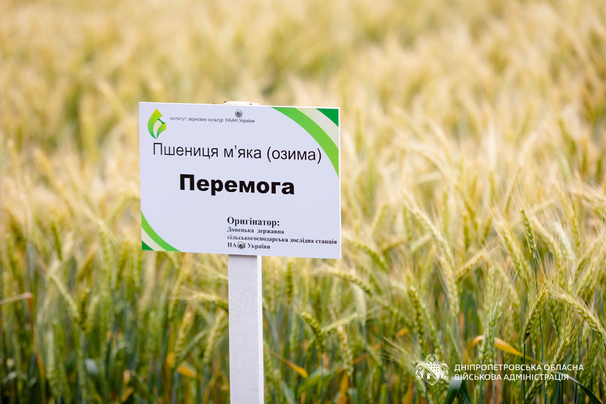 На Днепропетровщине представили новые сорта пшеницы и обсудили перспективы урожая-2026 На Днепропетровщине представили новые сорта пшеницы и обсудили перспективы урожая-2026